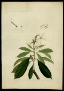 (Plumeria attenuata, Benth.)., da Coleção Brasiliana Iconográfica