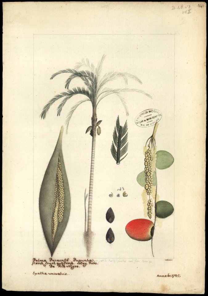 (Pupunha), da Coleção Brasiliana Iconográfica