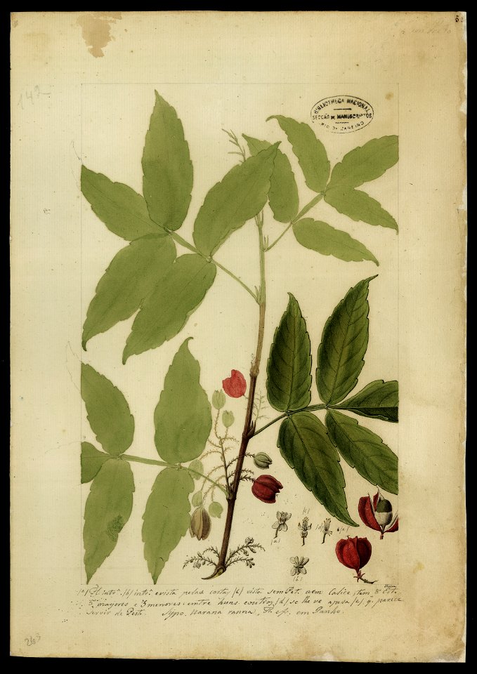 (Paullinia sorbilis, Mart.)., da Coleção Brasiliana Iconográfica