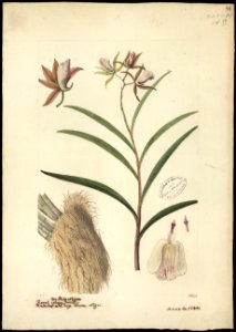 (Orchidea) (15), da Coleção Brasiliana Iconográfica