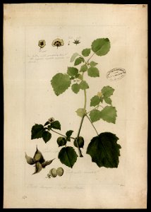 (Physalis), da Coleção Brasiliana Iconográfica