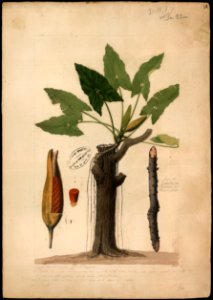 (Philodendron), da Coleção Brasiliana Iconográfica