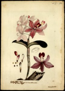 (Orchidea) (9), da Coleção Brasiliana Iconográfica