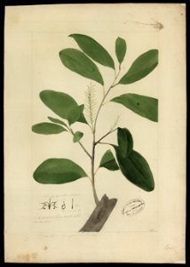 (Proteaceae), da Coleção Brasiliana Iconográfica