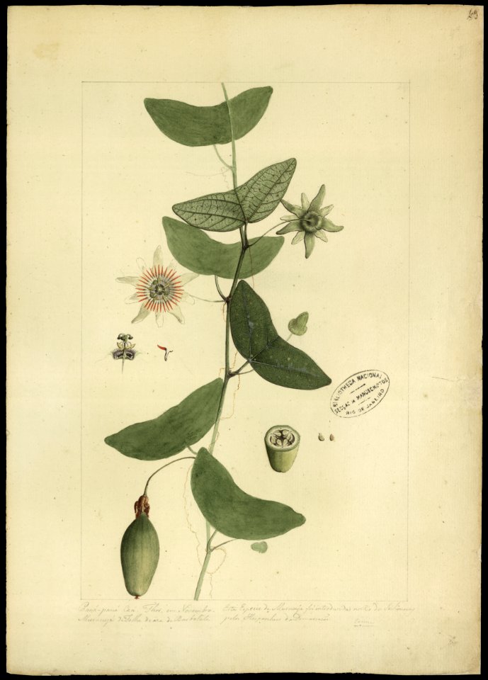 (Passiflora capsularis, L.), da Coleção Brasiliana Iconográfica