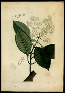 (Rubiaceae) (10), da Coleção Brasiliana Iconográfica