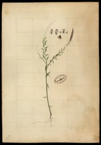 (Polygala) (3), da Coleção Brasiliana Iconográfica