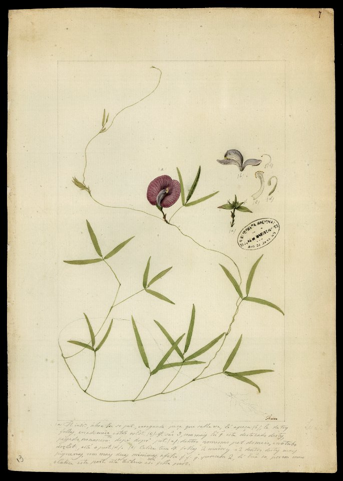 (Polygonum spectabile, Mart.)., da Coleção Brasiliana Iconográfica