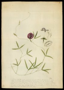 (Polygonum spectabile, Mart.)., da Coleção Brasiliana Iconográfica