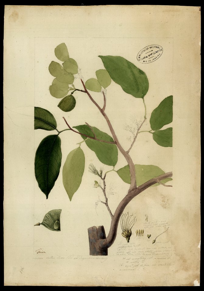 (Peltogyne densiflora, Spr.)., da Coleção Brasiliana Iconográfica