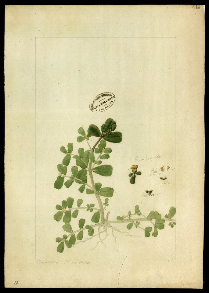 (Portulaca oleracea, L.)., da Coleção Brasiliana Iconográfica