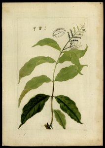 (Rubiaceae) (6), da Coleção Brasiliana Iconográfica