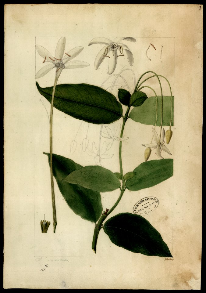 (Posoqueria longiflora, Aubl.)., da Coleção Brasiliana Iconográfica