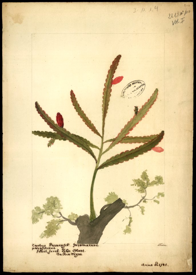 (Phyllocactus), da Coleção Brasiliana Iconográfica