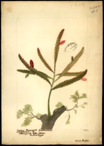(Phyllocactus), da Coleção Brasiliana Iconográfica