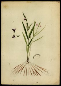 (Rhytiglossa), da Coleção Brasiliana Iconográfica