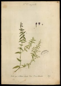 (Scrophulariaceae), da Coleção Brasiliana Iconográfica
