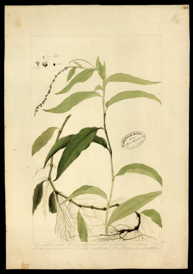 (Polygonum acre), da Coleção Brasiliana Iconográfica