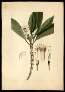 (Rubiacea) (3), da Coleção Brasiliana Iconográfica