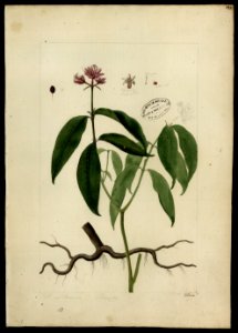 (Rubiaceae) (13), da Coleção Brasiliana Iconográfica