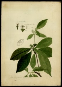 (Rubiaceae) (9), da Coleção Brasiliana Iconográfica