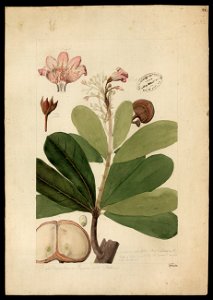 (Rubiacea) (1), da Coleção Brasiliana Iconográfica