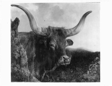 (Robert) Reuben Cole (1850-1919) - A Spanish Ox - RCIN 404113 - Royal Collection