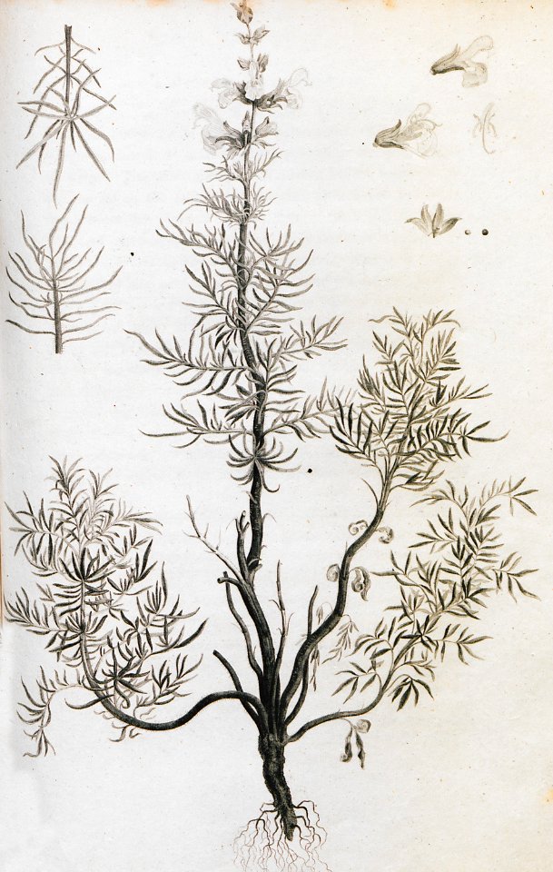 (Salvia Hablitziana) - Clarke Edward Daniel - 1810