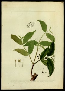 (Rubiaceae) (1), da Coleção Brasiliana Iconográfica