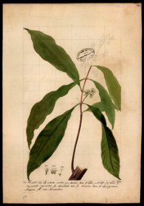 (Rubiaceae) (11), da Coleção Brasiliana Iconográfica