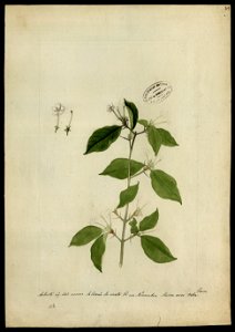(Rubiaceae) (5), da Coleção Brasiliana Iconográfica