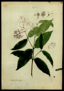 (Rubiaceae) (7), da Coleção Brasiliana Iconográfica