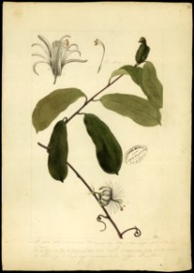 (Rilvea retusa, Mast.), da Coleção Brasiliana Iconográfica