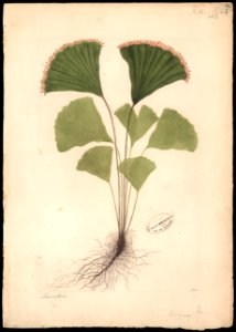 (Schizvea spectabilis, Mart.), da Coleção Brasiliana Iconográfica