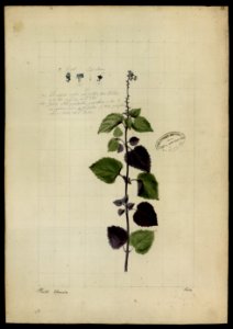 (Scutellaria purpurascens), da Coleção Brasiliana Iconográfica
