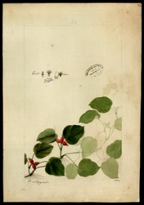 (Rubiaceae) (4), da Coleção Brasiliana Iconográfica