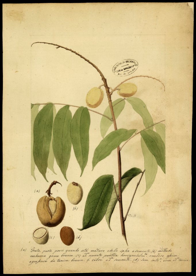 (Sapintacea), da Coleção Brasiliana Iconográfica