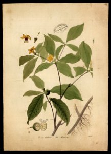 (Rubiacea) (2), da Coleção Brasiliana Iconográfica