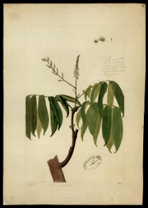 (Sclerobium), da Coleção Brasiliana Iconográfica