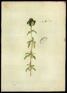 (Rubiaceae) (3), da Coleção Brasiliana Iconográfica
