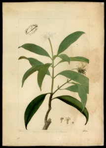 (Rubiaceae) (8), da Coleção Brasiliana Iconográfica