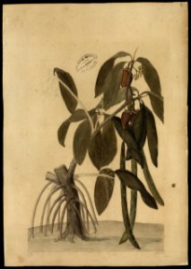 (Rhyzophora mangle, Linn.), da Coleção Brasiliana Iconográfica