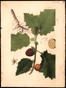 (Solanum), da Coleção Brasiliana Iconográfica
