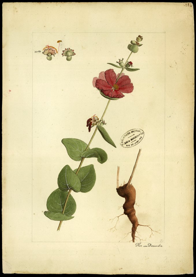 (Riplusodon), da Coleção Brasiliana Iconográfica