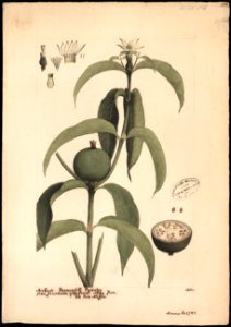 (Rubiacea) (4), da Coleção Brasiliana Iconográfica