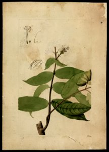 (Rubiaceae) (2), da Coleção Brasiliana Iconográfica