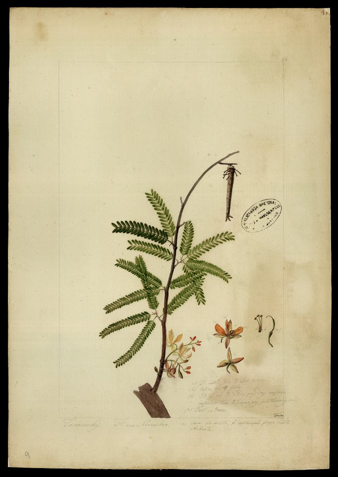 (Tamarindus indica,L.)., da Coleção Brasiliana Iconográfica