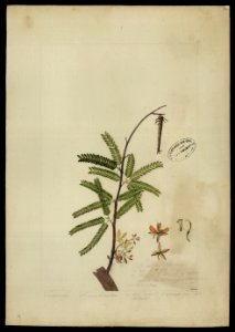 (Tamarindus indica,L.)., da Coleção Brasiliana Iconográfica