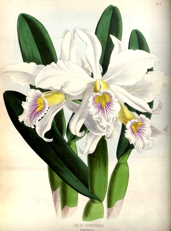 (The Orchid Album Plate 002) Laelia schroderii