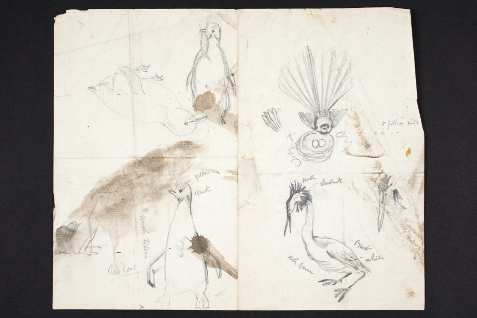 (Sketches of birds) PD-1952-2-42A